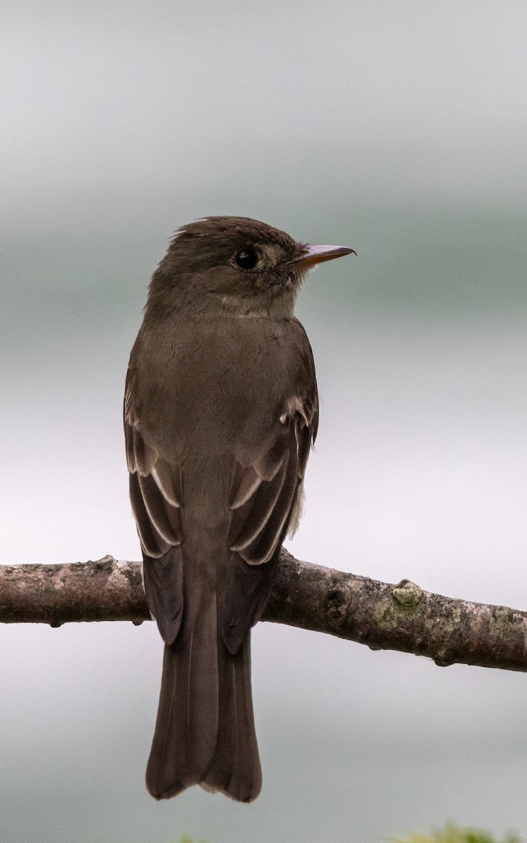 Eastern Wood-Pewee - ML620743654