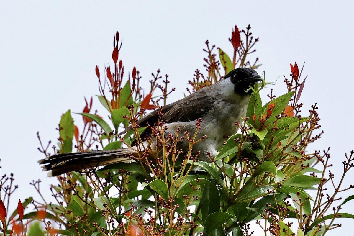 Bulbul Ventridorado - ML620743656