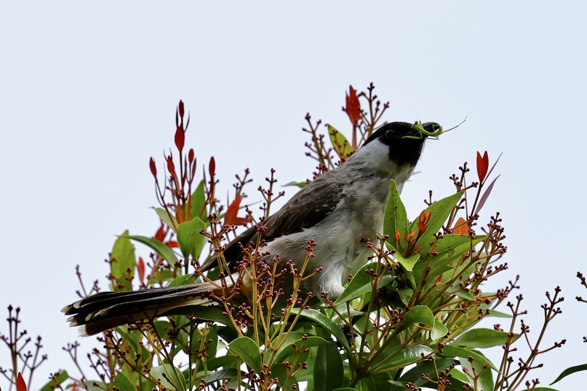 Bulbul Ventridorado - ML620743657