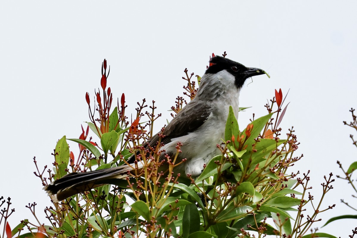 Bulbul Ventridorado - ML620743658