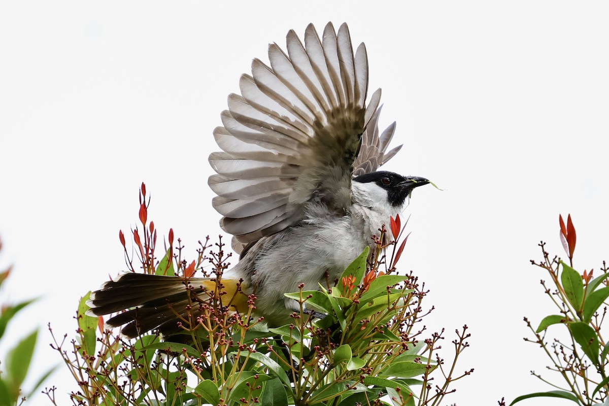 Sooty-headed Bulbul - ML620743659