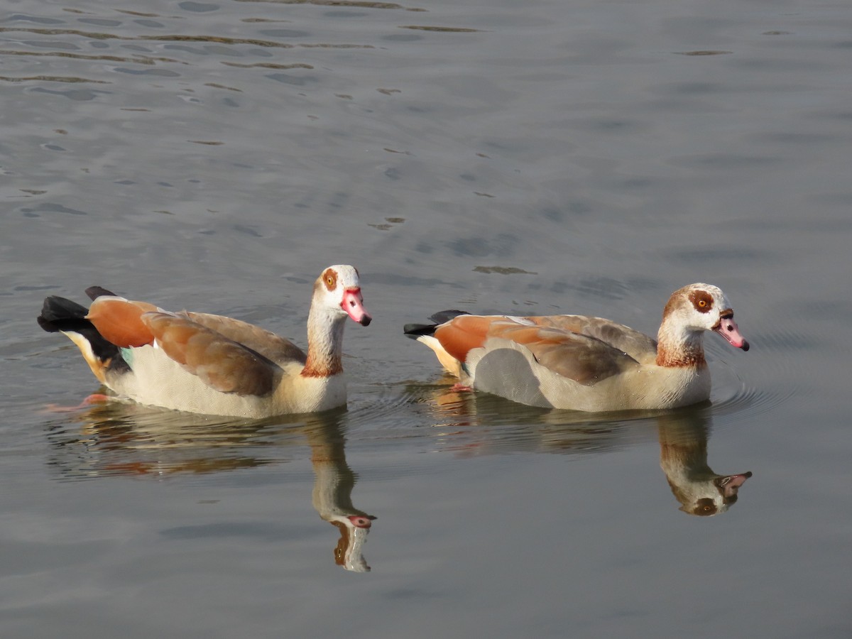 Egyptian Goose - ML620743664