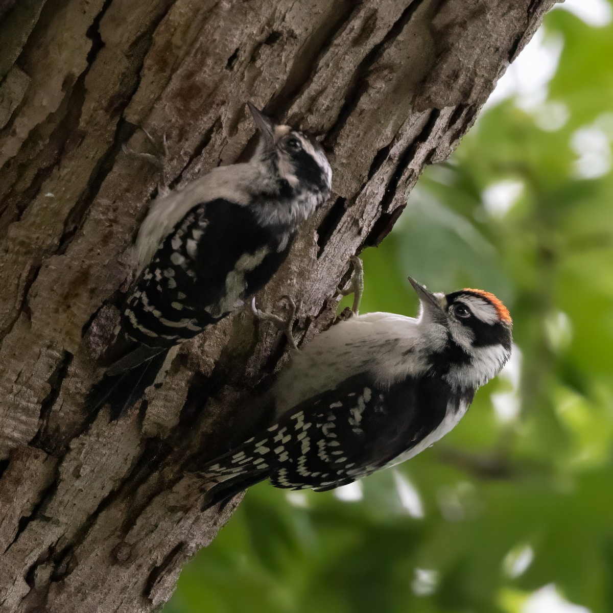 Downy Woodpecker - ML620743665