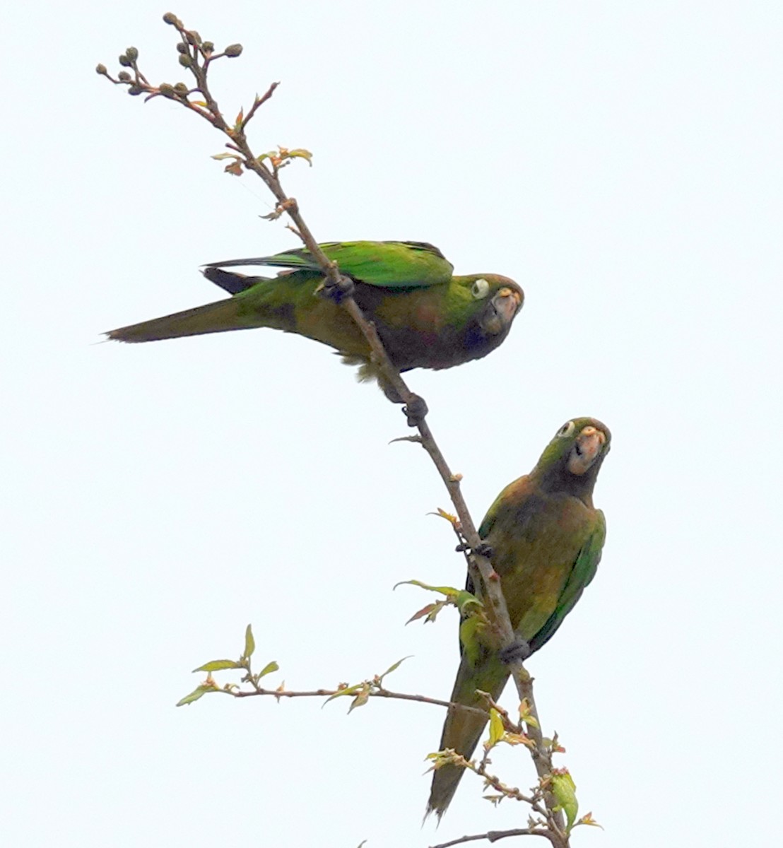 Conure naine - ML620743667