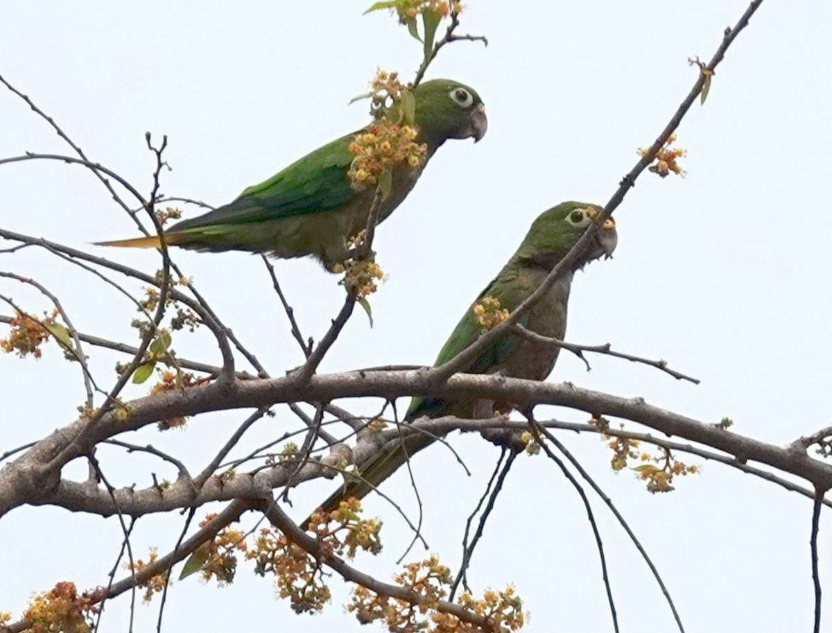 Conure naine - ML620743668