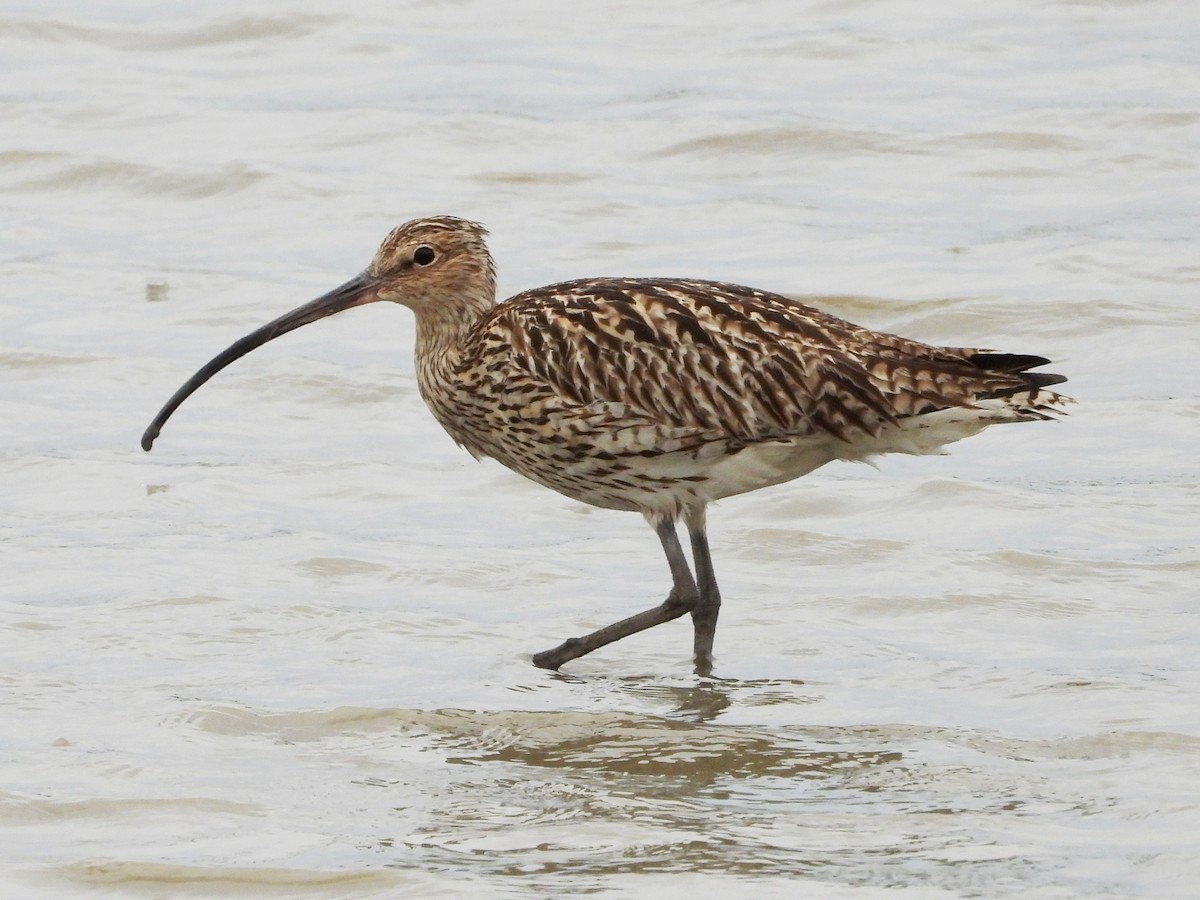 Eurasian Curlew - ML620743669