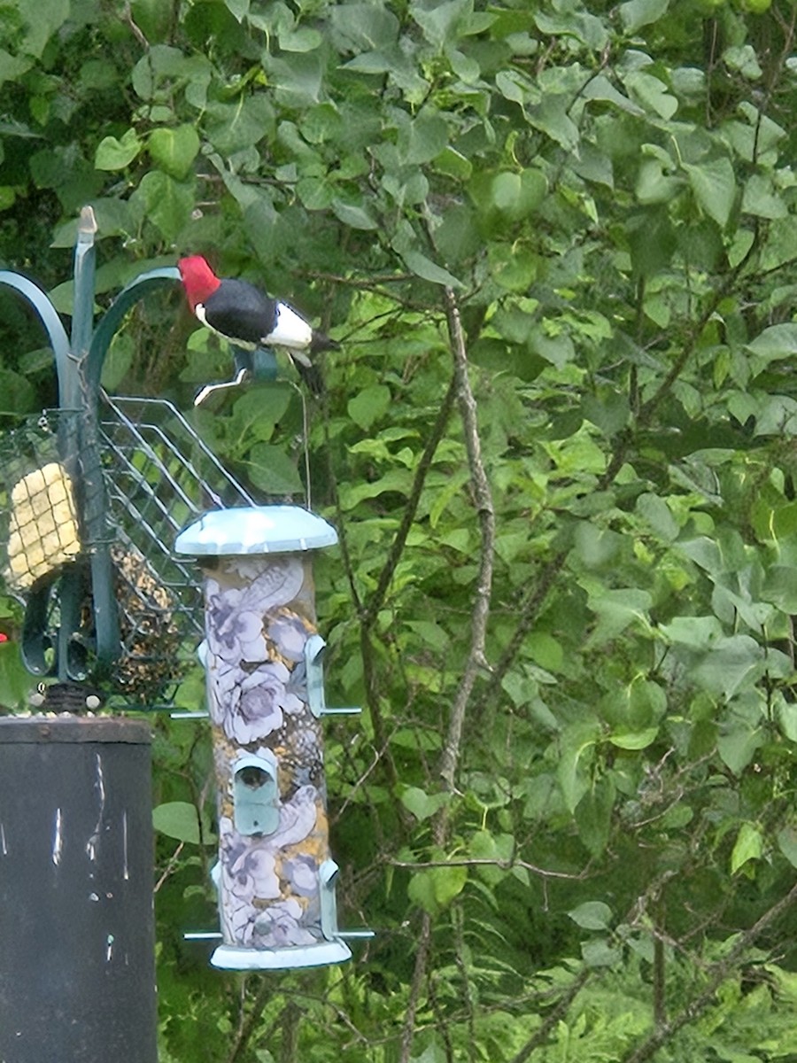 Red-headed Woodpecker - ML620743670