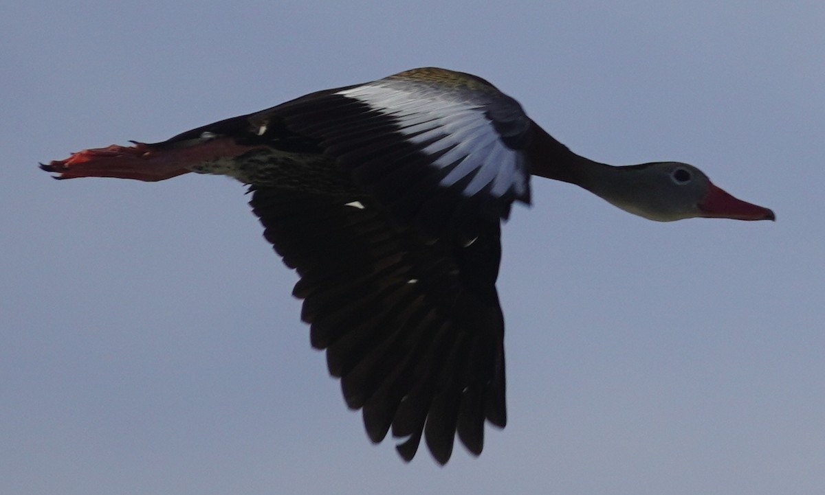 Dendrocygne à ventre noir - ML620743674