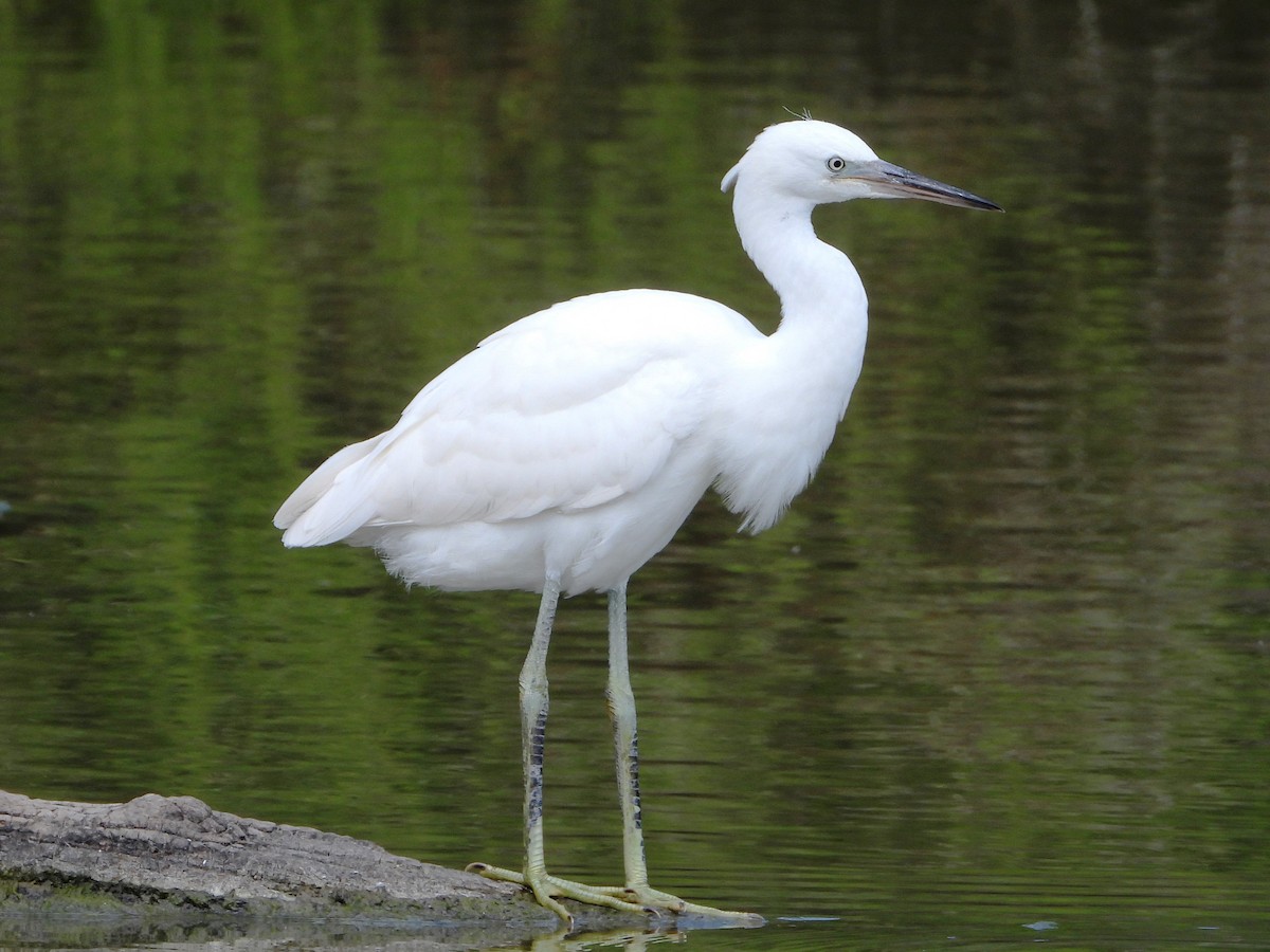 Little Egret - ML620743675