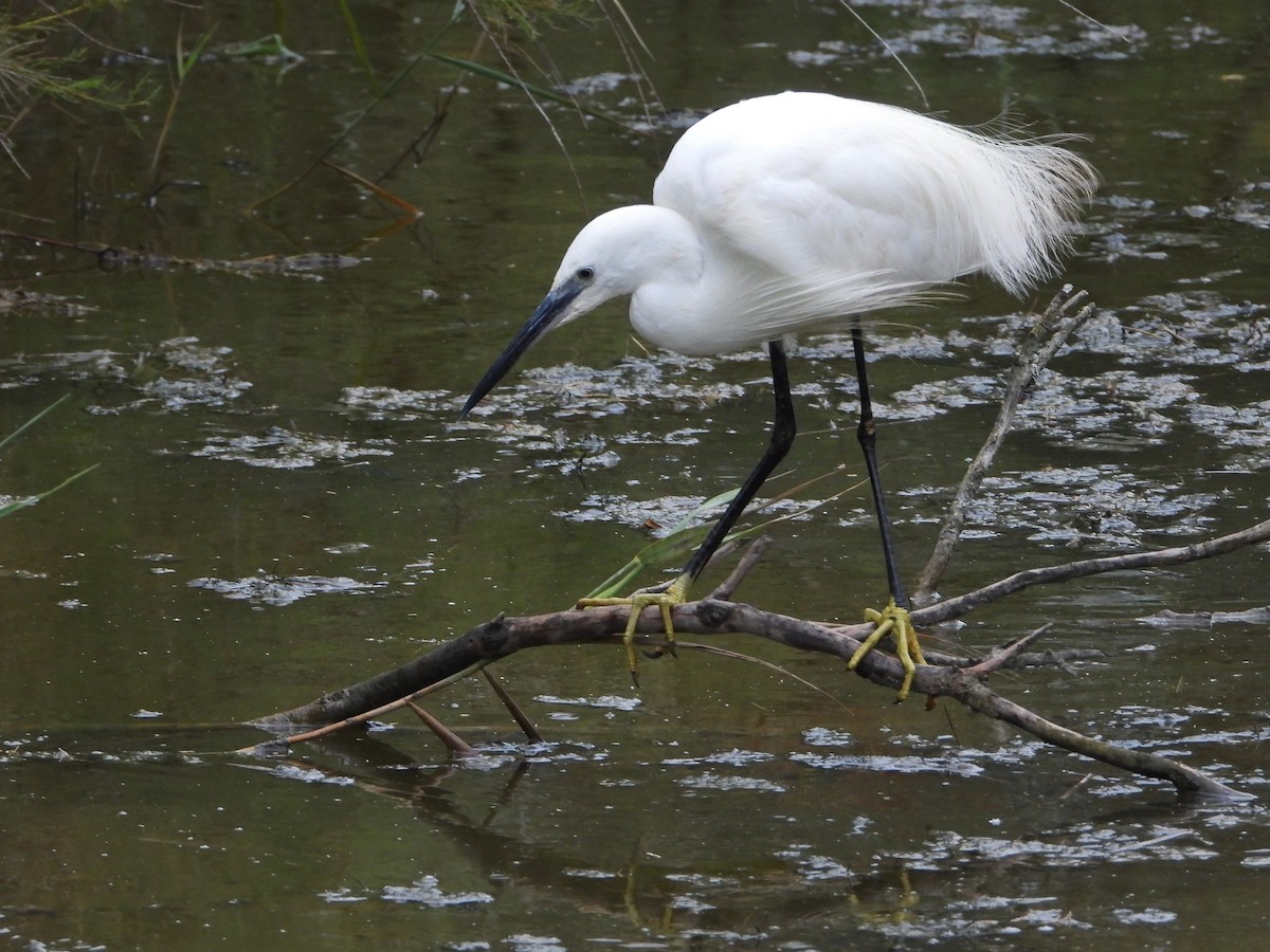 Little Egret - ML620743676