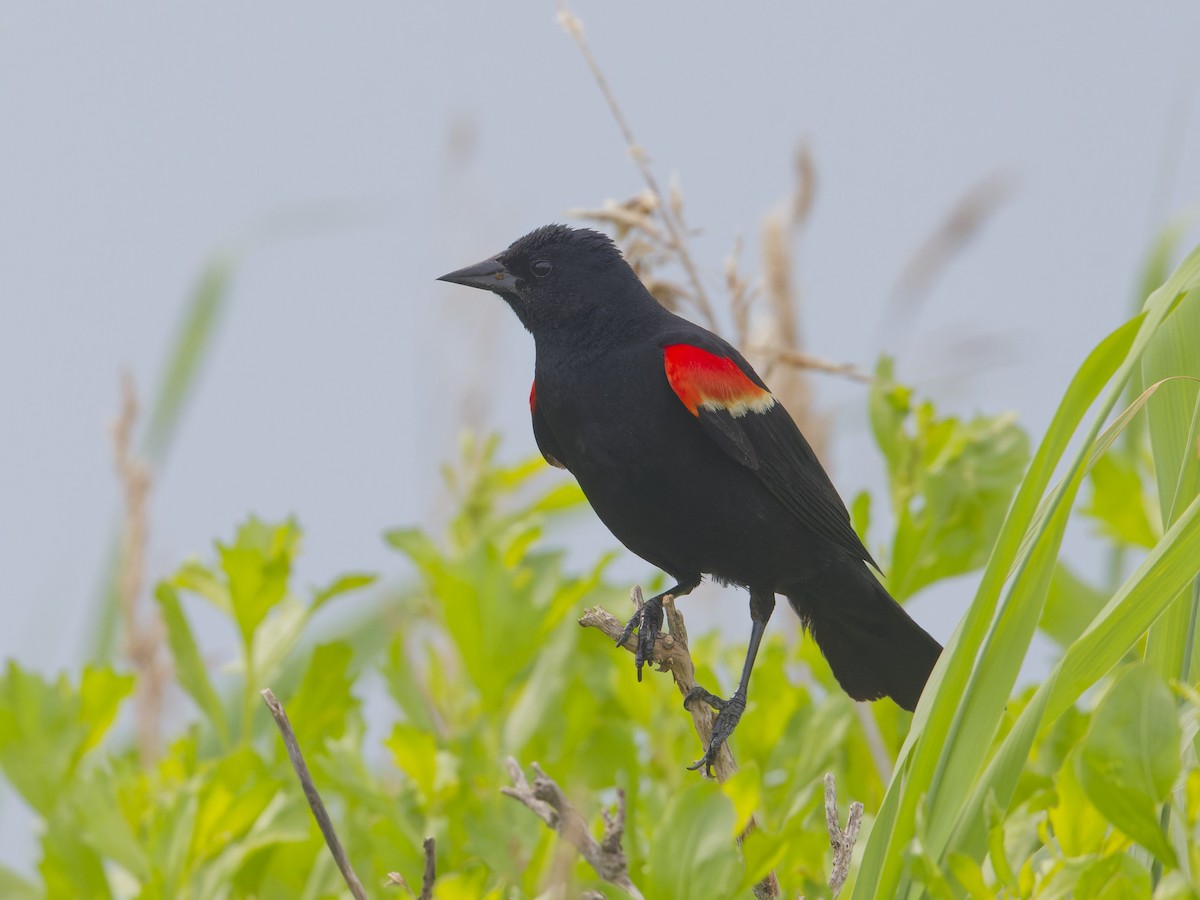 Red-winged Blackbird - ML620743677