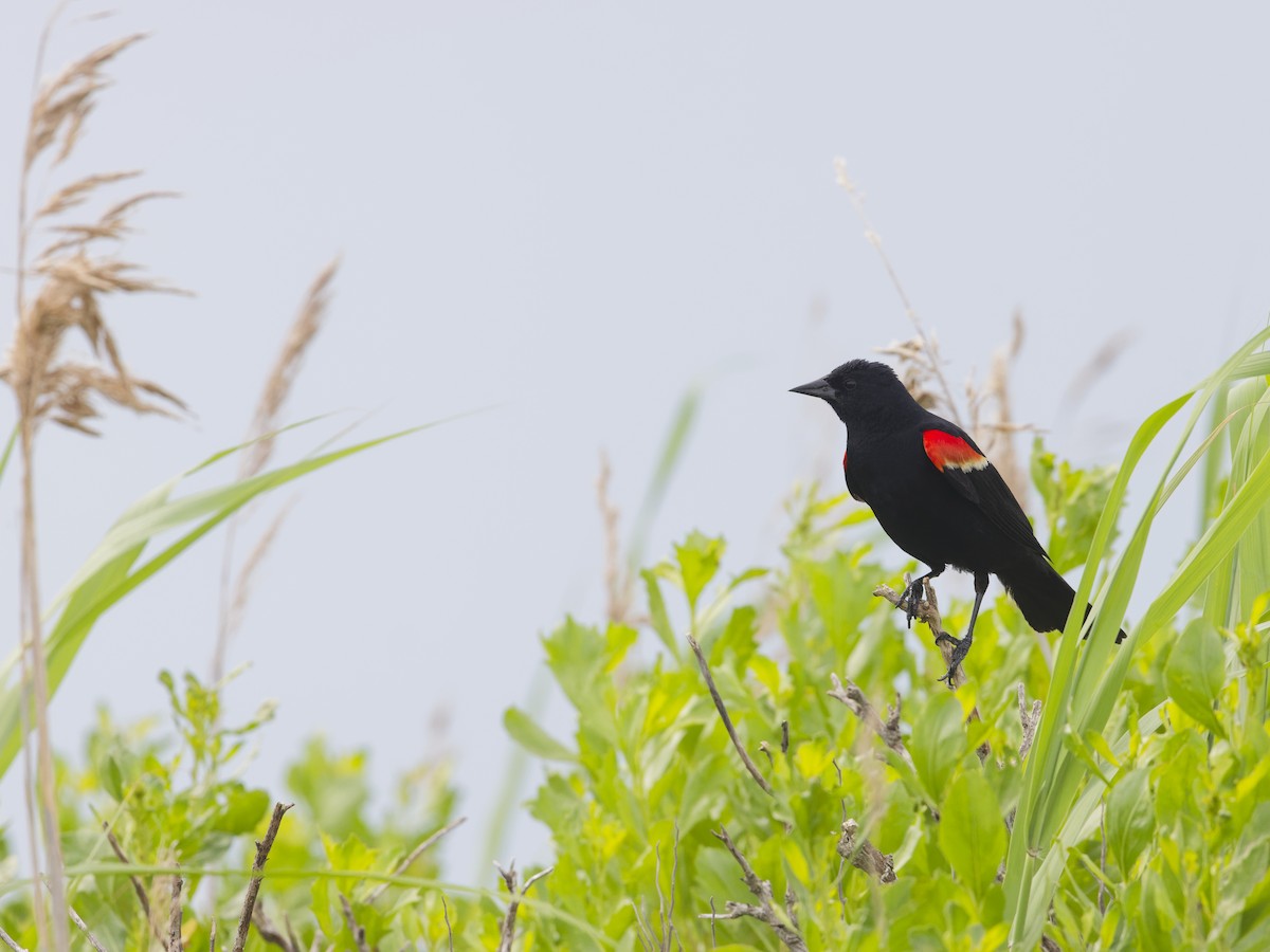 Red-winged Blackbird - ML620743678