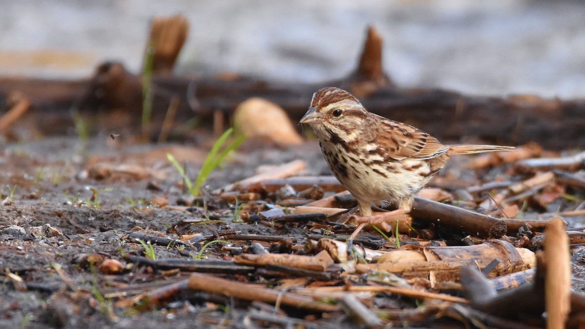 Song Sparrow - ML620743679