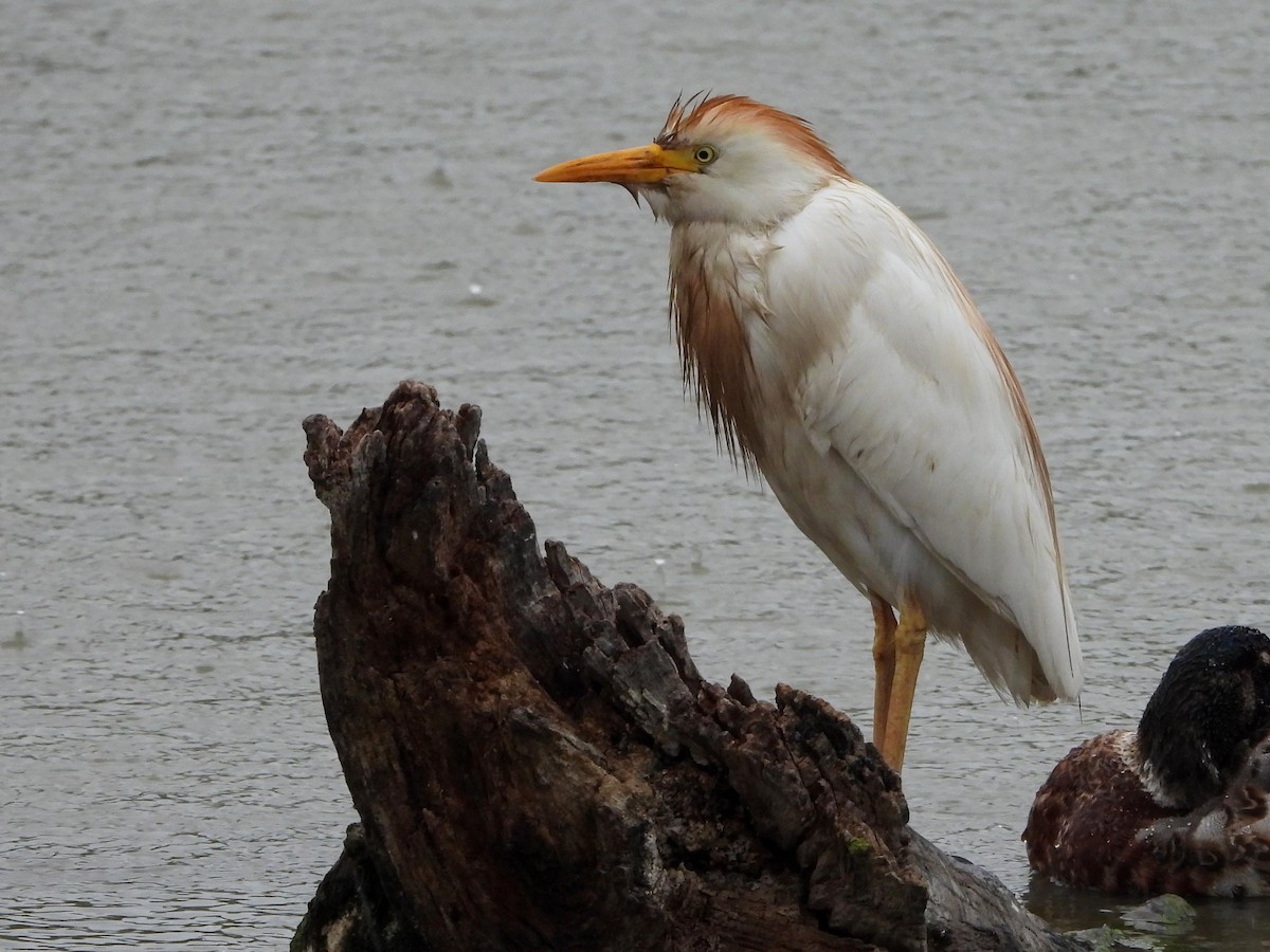 Western Cattle Egret - ML620743680