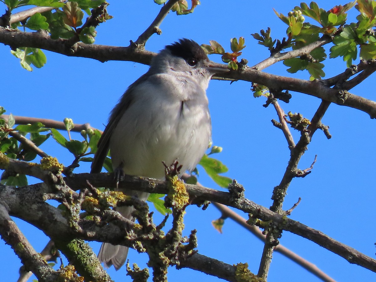 Eurasian Blackcap - ML620743681