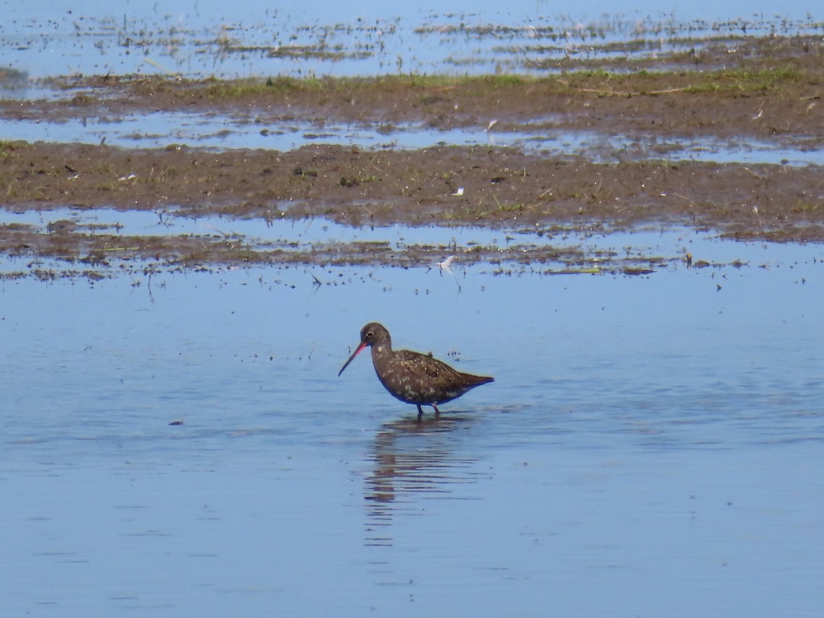 Spotted Redshank - ML620743682