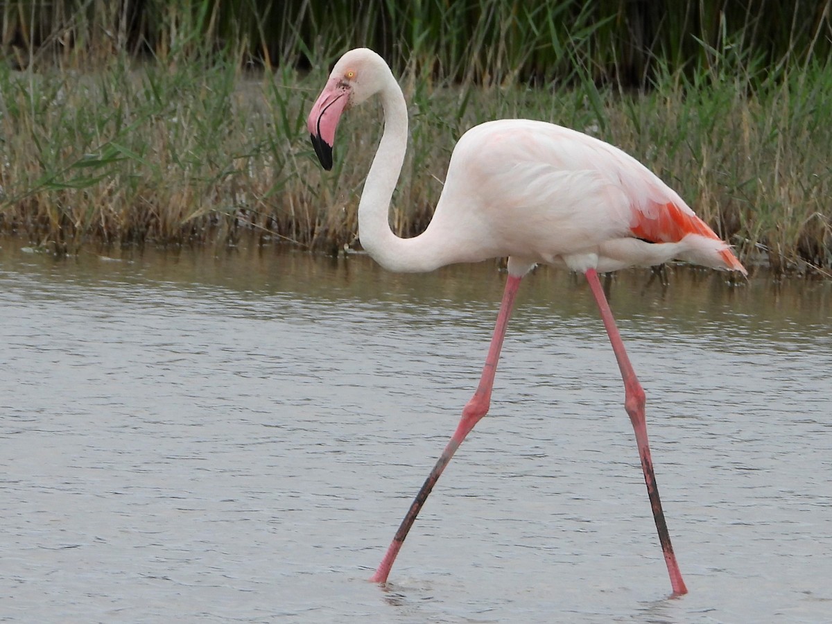 Flamingo - ML620743683