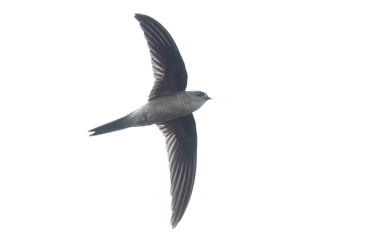 Asian Palm Swift - ML620743684