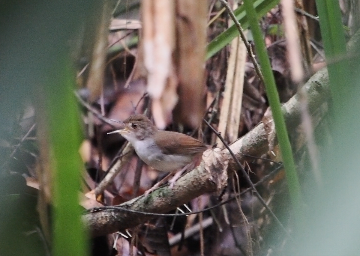 White-chested Babbler - ML620743692