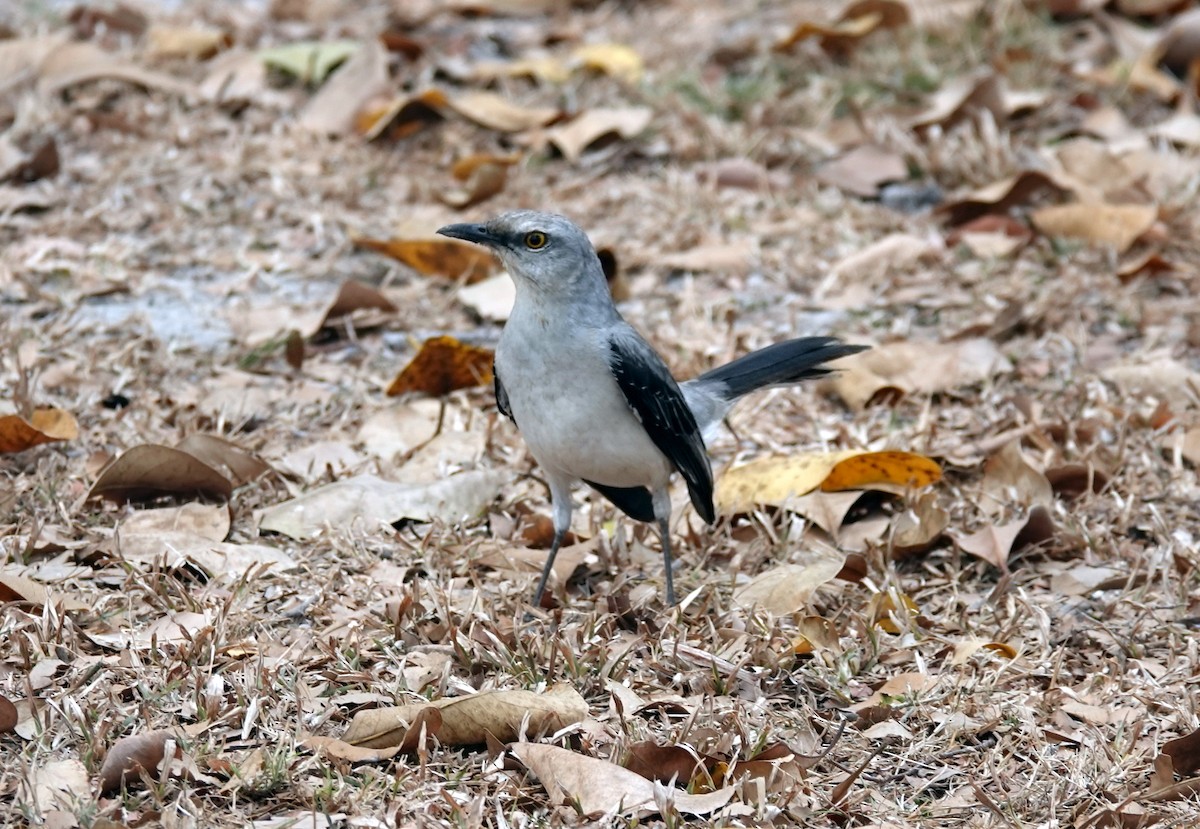 Tropical Mockingbird - ML620743693