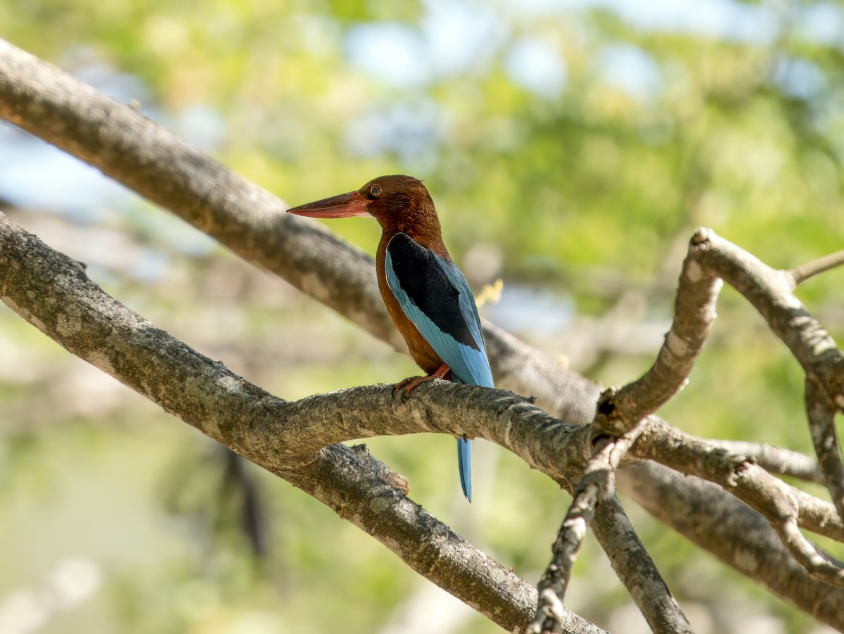 Brown-breasted Kingfisher - ML620743695