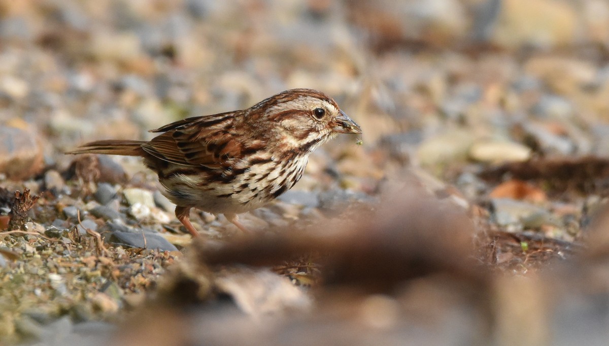 Song Sparrow - ML620743706