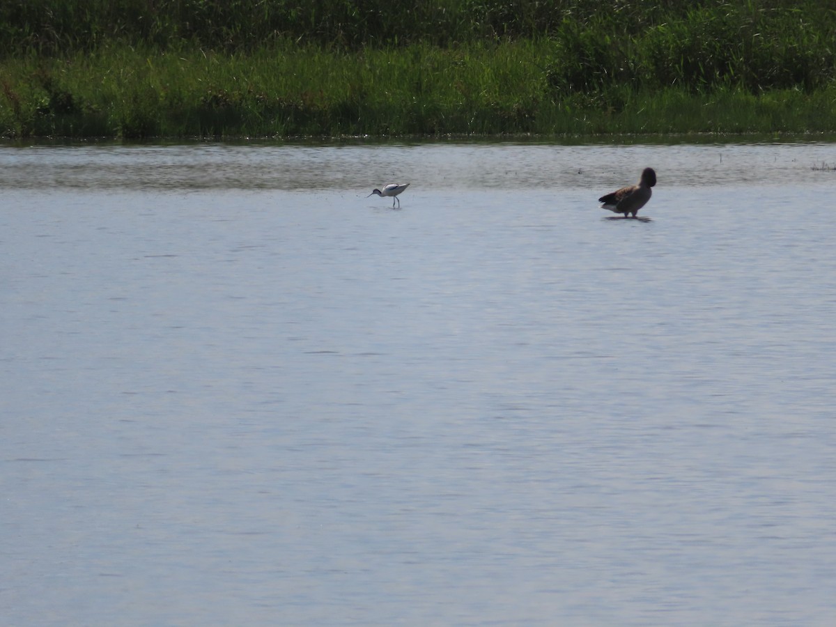 Avocette élégante - ML620743707