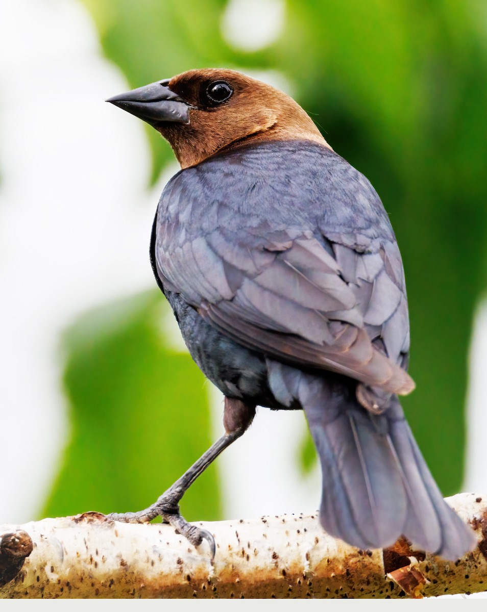 Brown-headed Cowbird - ML620743708