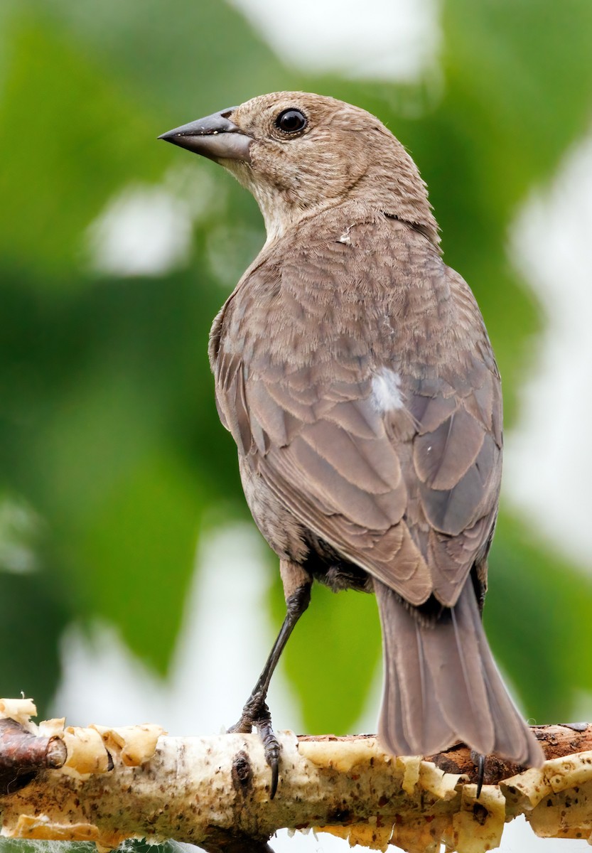 Brown-headed Cowbird - ML620743709