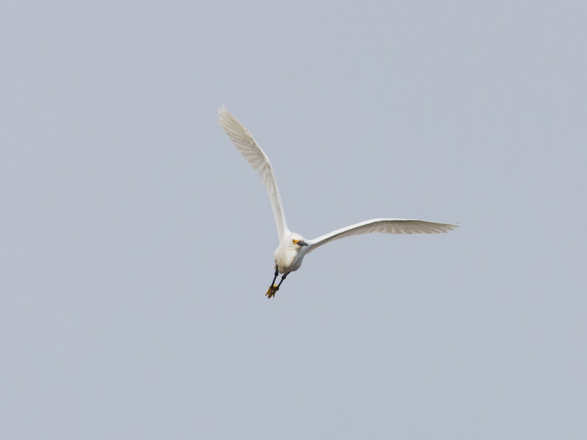 Snowy Egret - ML620743716