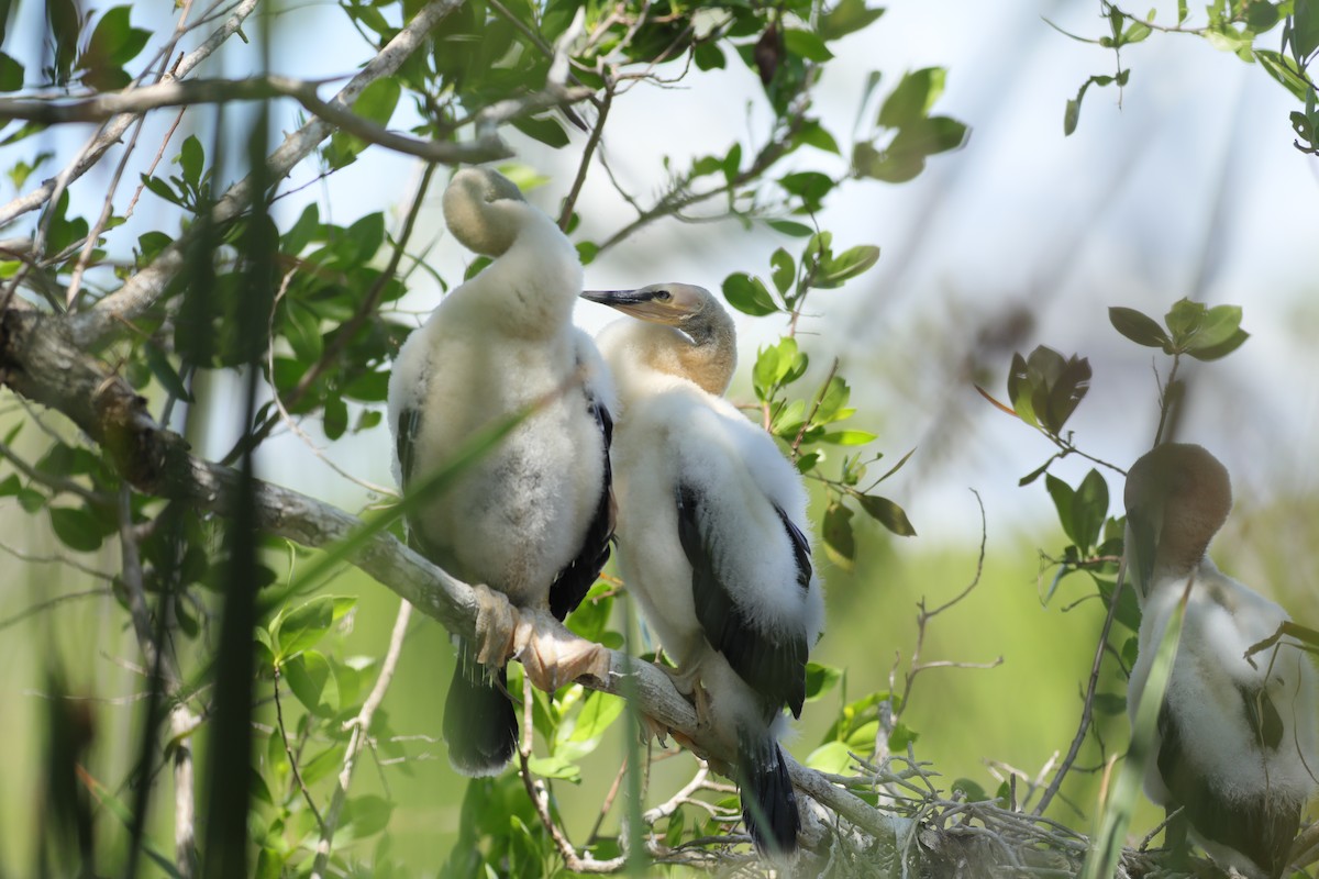 Anhinga d'Amérique - ML620743717