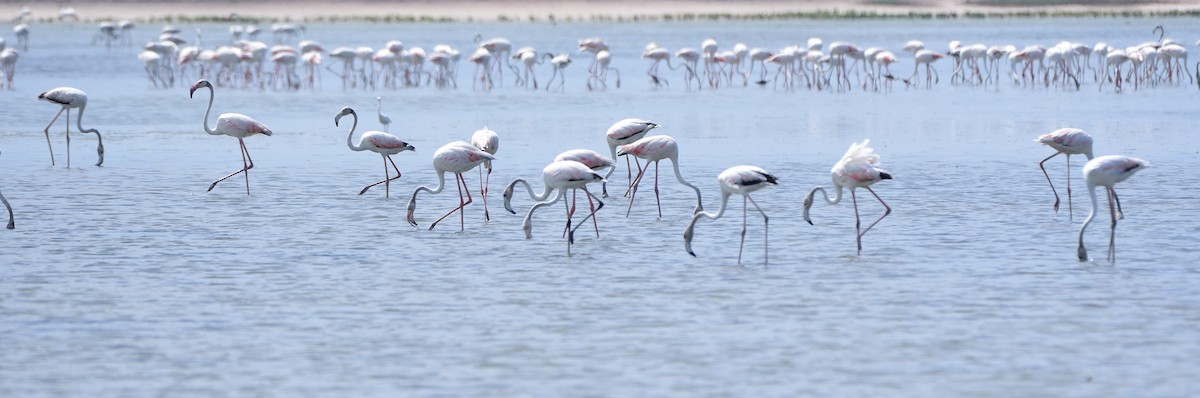 Greater Flamingo - ML620743718