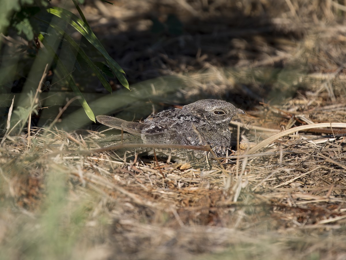 Chirruping Nightjar - ML620743720