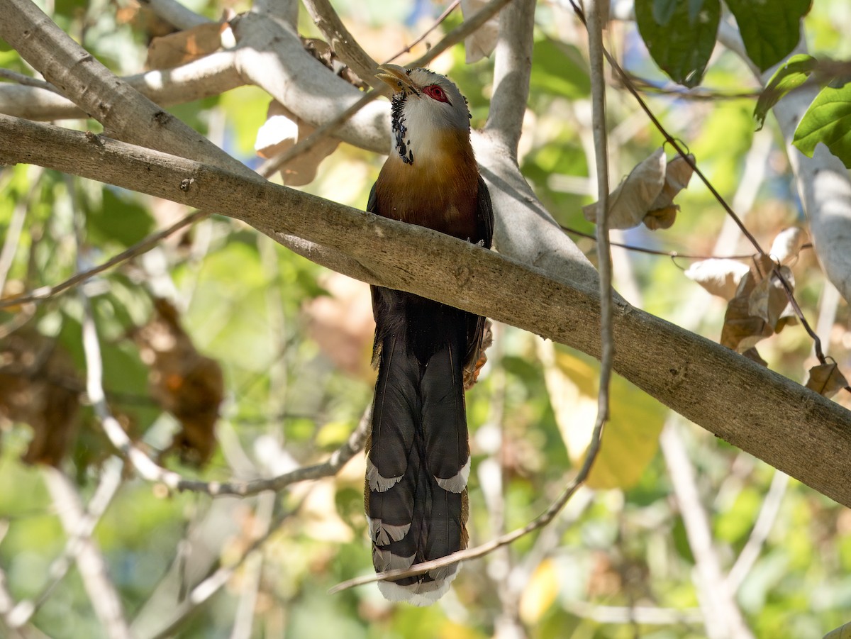 Scale-feathered Malkoha - Manolo Arribas