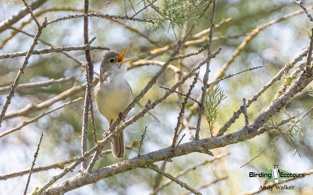 Берестянка західна - ML620743725