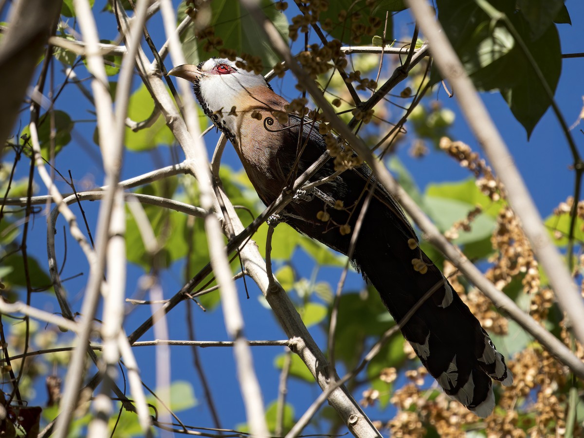 Scale-feathered Malkoha - ML620743726