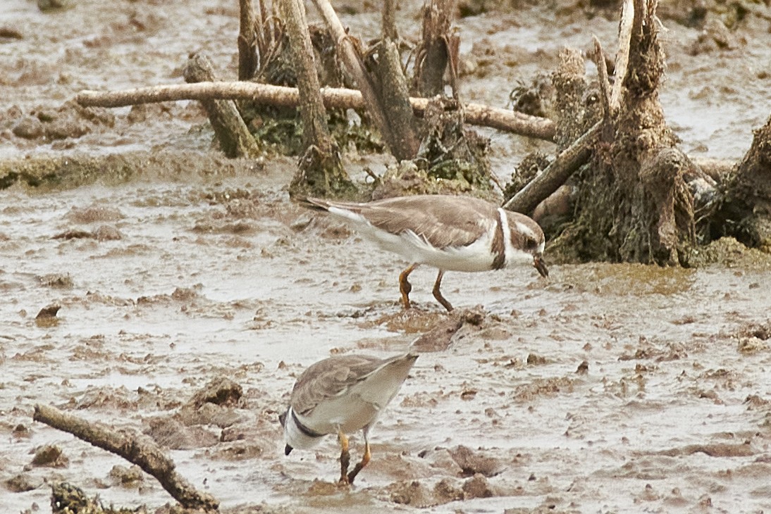 Semipalmated Plover - ML620743730