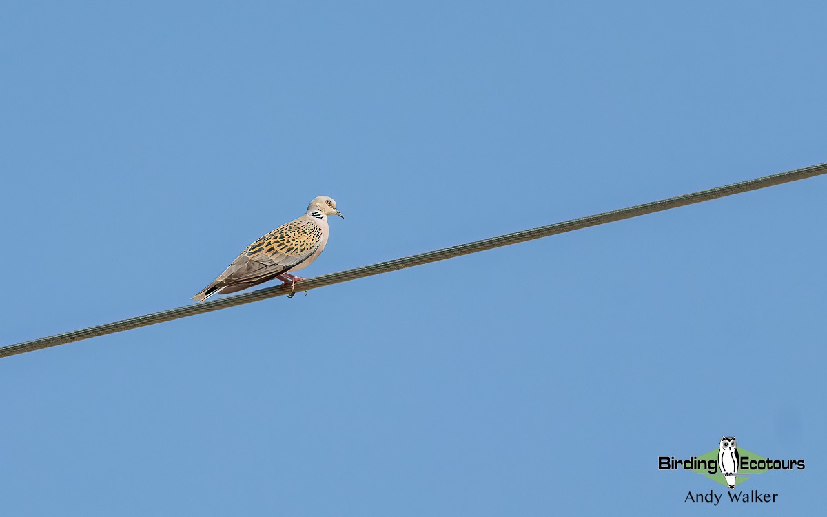 European Turtle-Dove - ML620743734