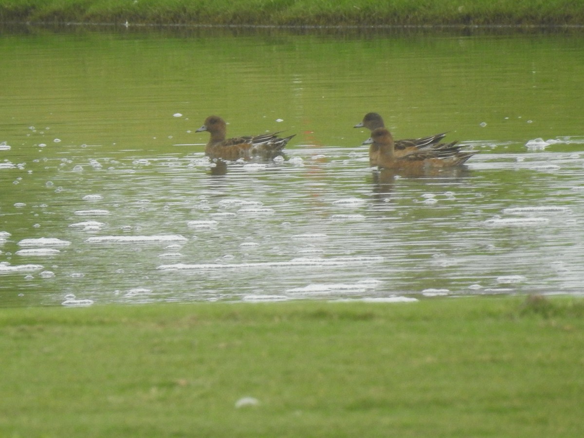 Eurasian Wigeon - ML620743736