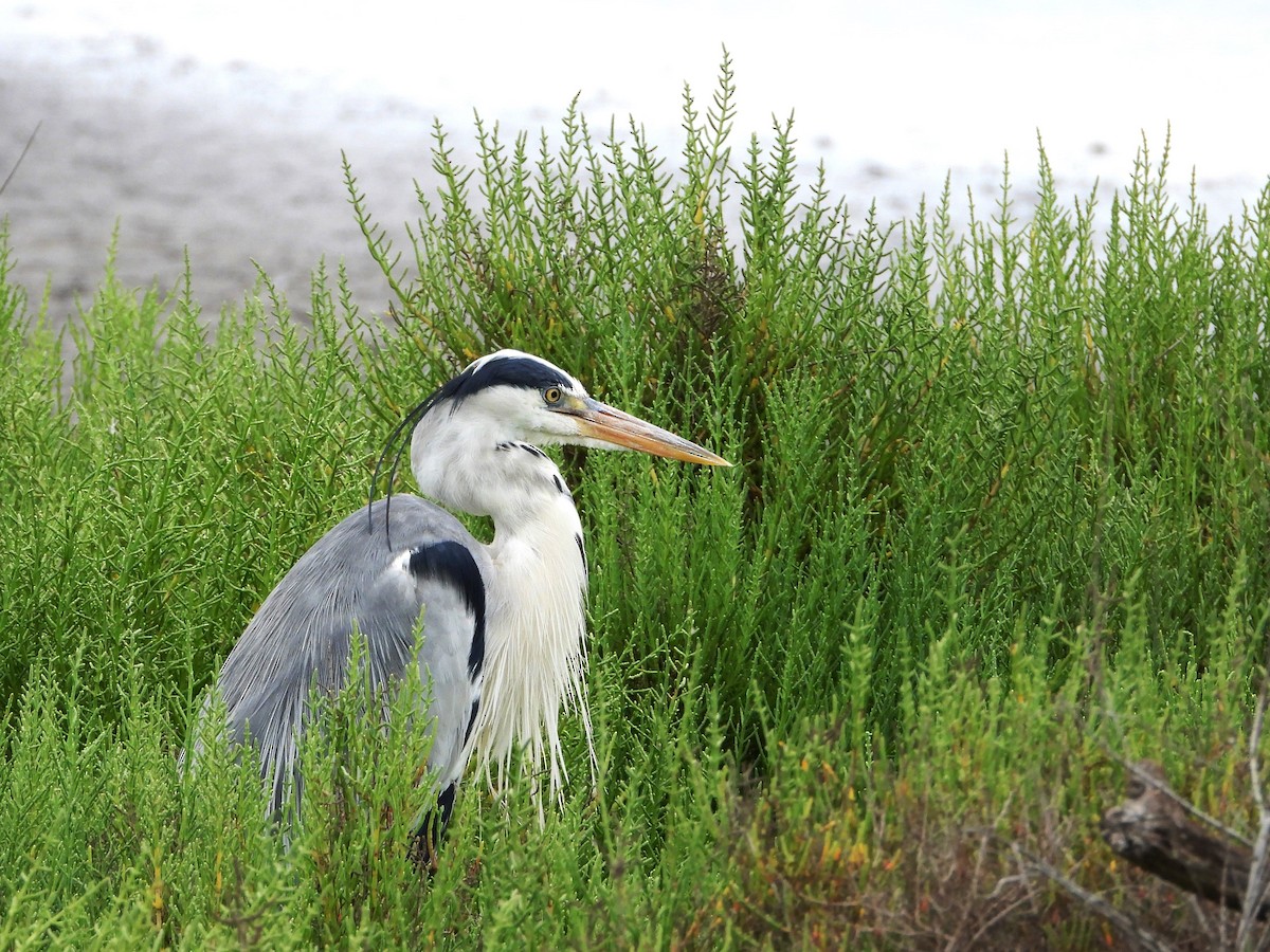 Gray Heron - ML620743738