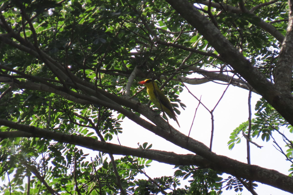 Black-naped Oriole - ML620743739