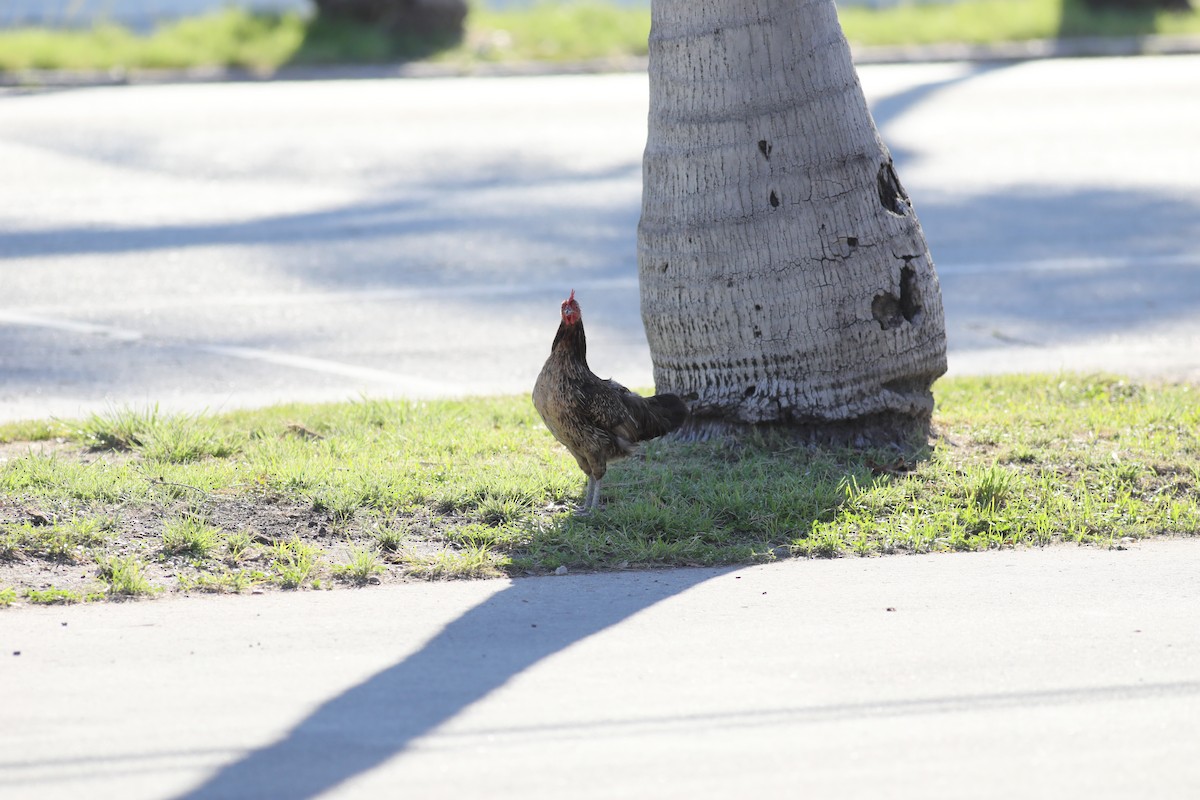 Red Junglefowl (Domestic type) - ML620743742