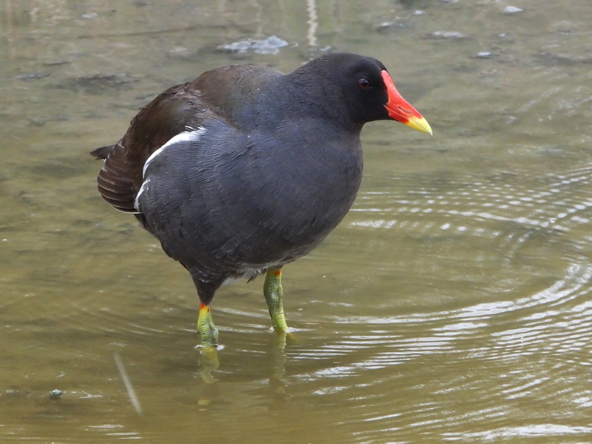 Eurasian Moorhen - ML620743745