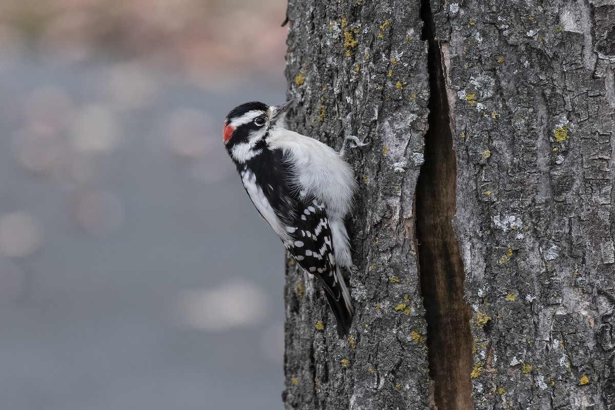 Downy Woodpecker - ML620743747