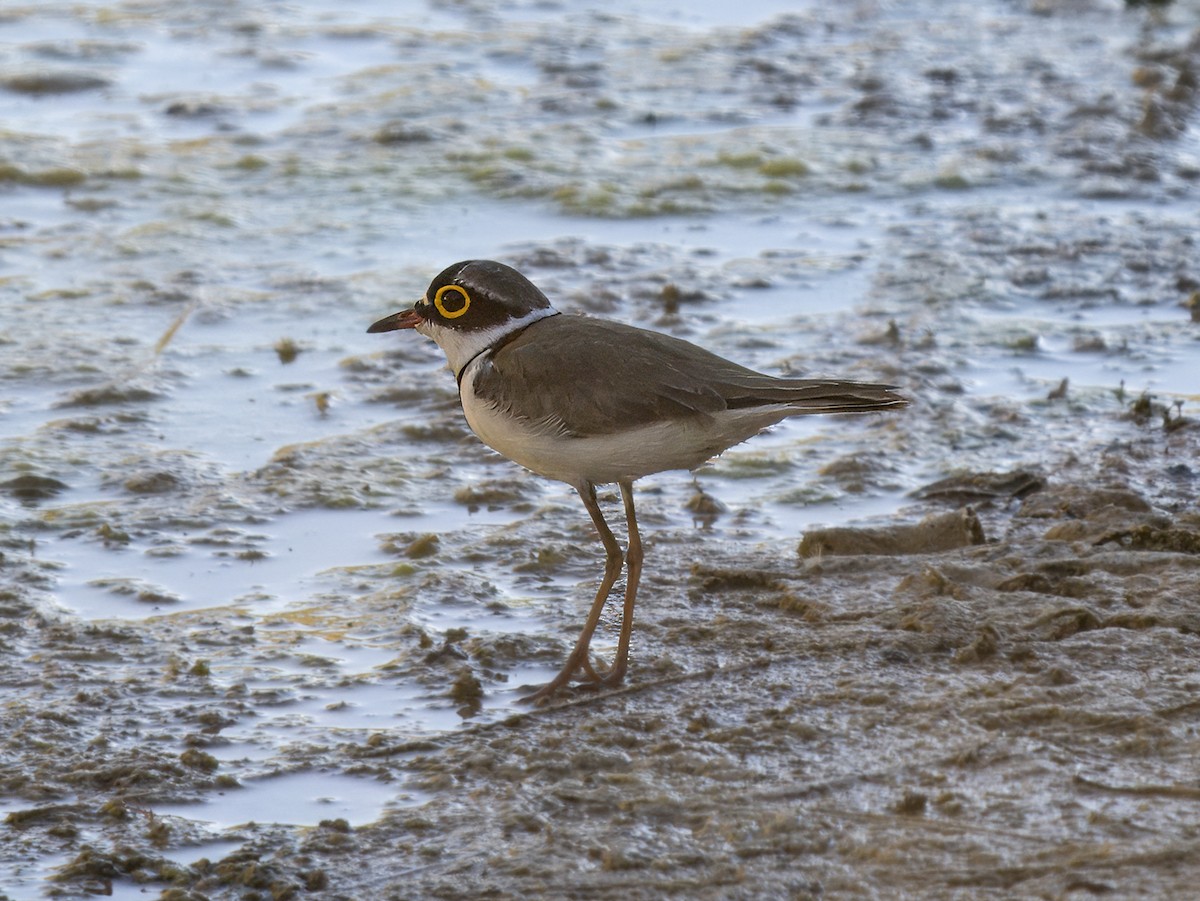 Little Ringed Plover - ML620743748