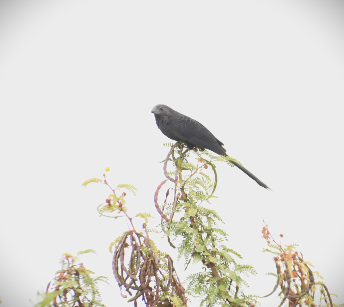 Groove-billed Ani - ML620743751