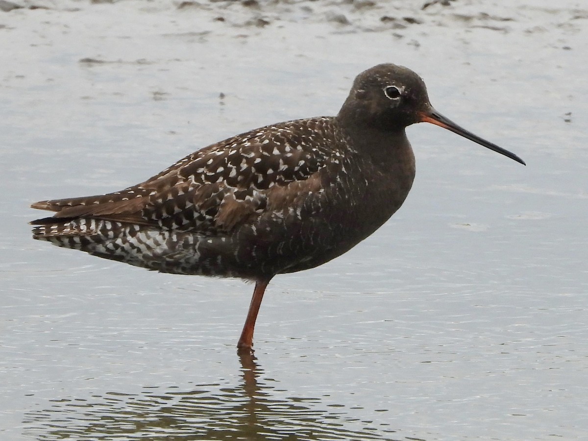 Spotted Redshank - ML620743755