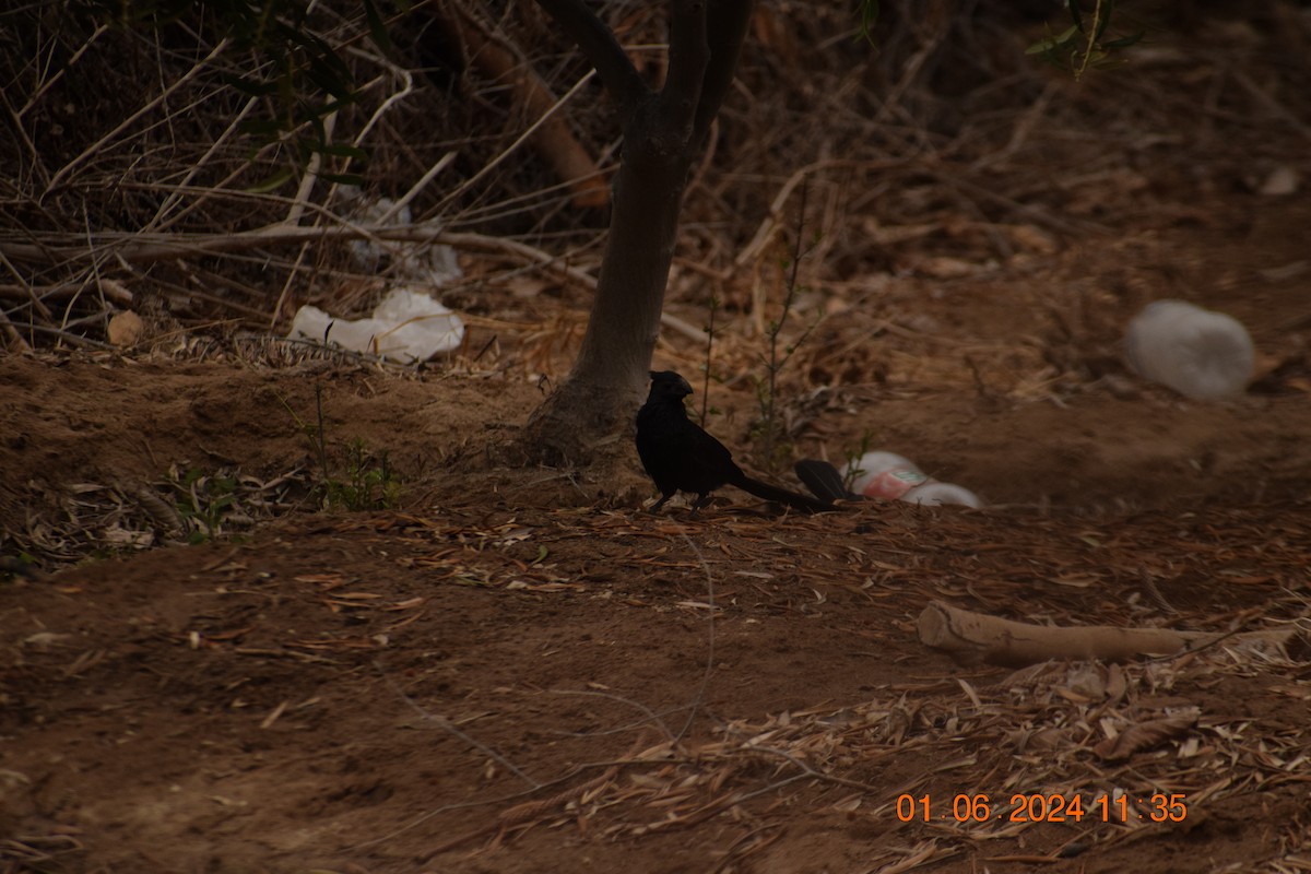 Groove-billed Ani - ML620743757