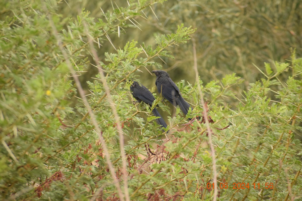 Groove-billed Ani - ML620743759