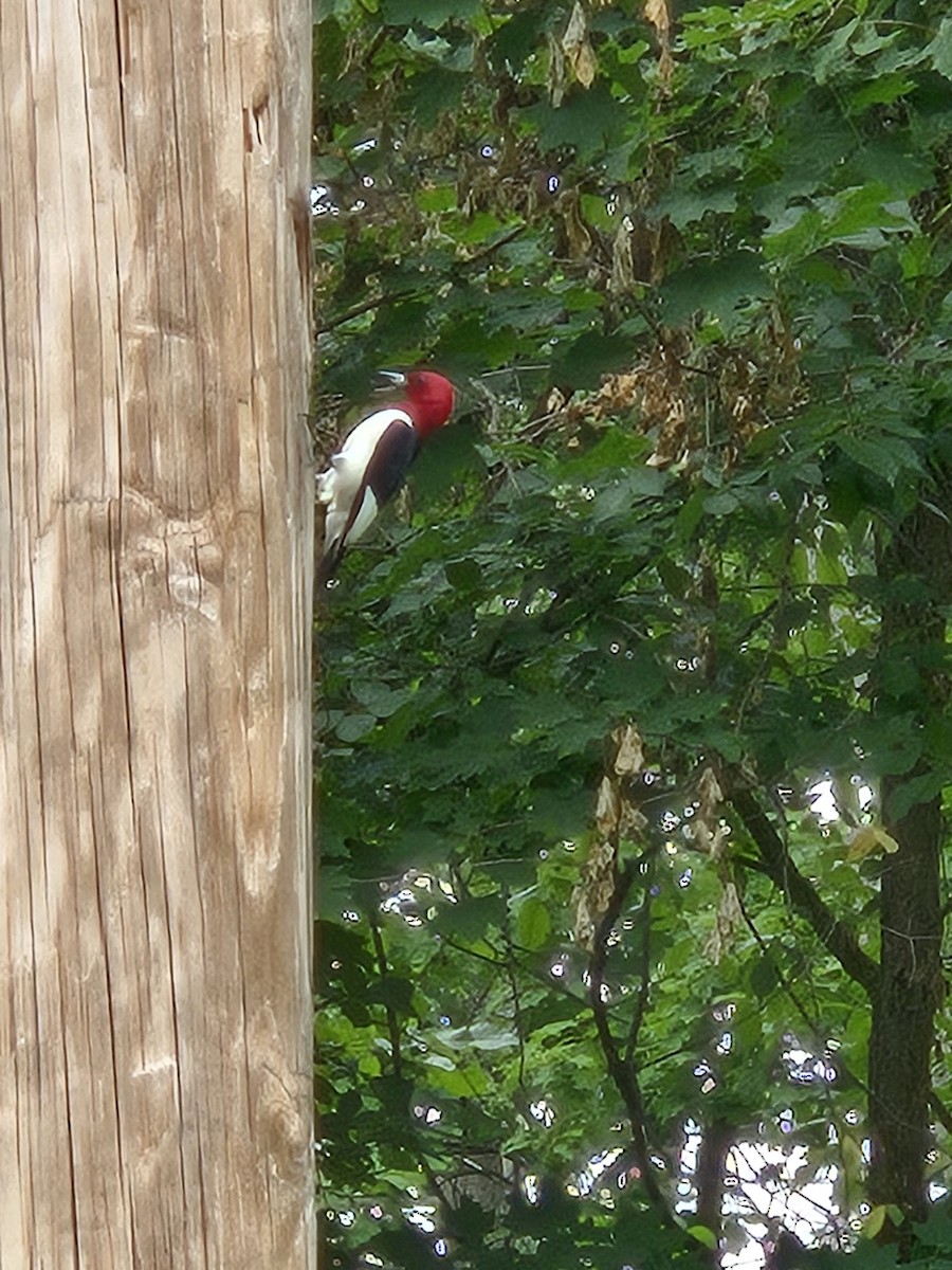 Red-headed Woodpecker - ML620743775